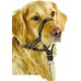 Pawise Dog Head Collar 6